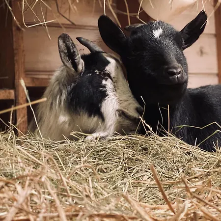 Maison En Pierre Renovee Avec Jardin Et Piscine Privative Chauffee