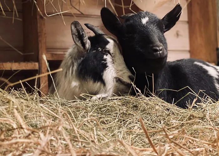 Maison En Pierre Renovee Avec Jardin Et Piscine Privative Chauffee
